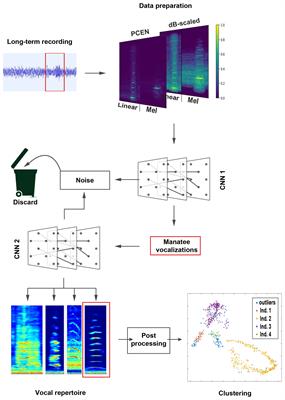 Acoustic estimation of the manatee population and classification of call categories using artificial intelligence